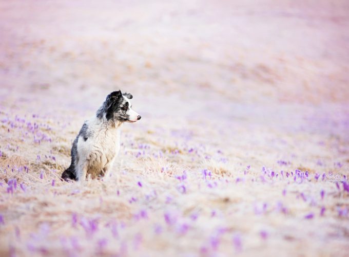 Wallpaper Border Collie, dog, field, cute animals, funny, Animals 9779911571